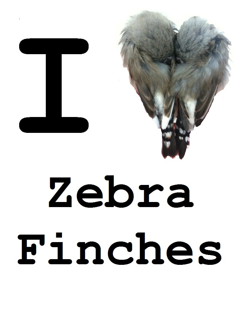 I Love zebra finches