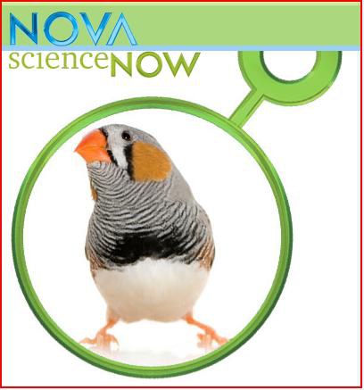 nova.jpg